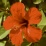 Hibiscus rosa-sinensis.jpg